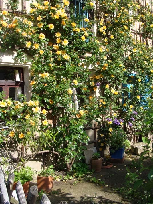 Rose Maigold im Kunsttherapieatelier Wildrosengarten